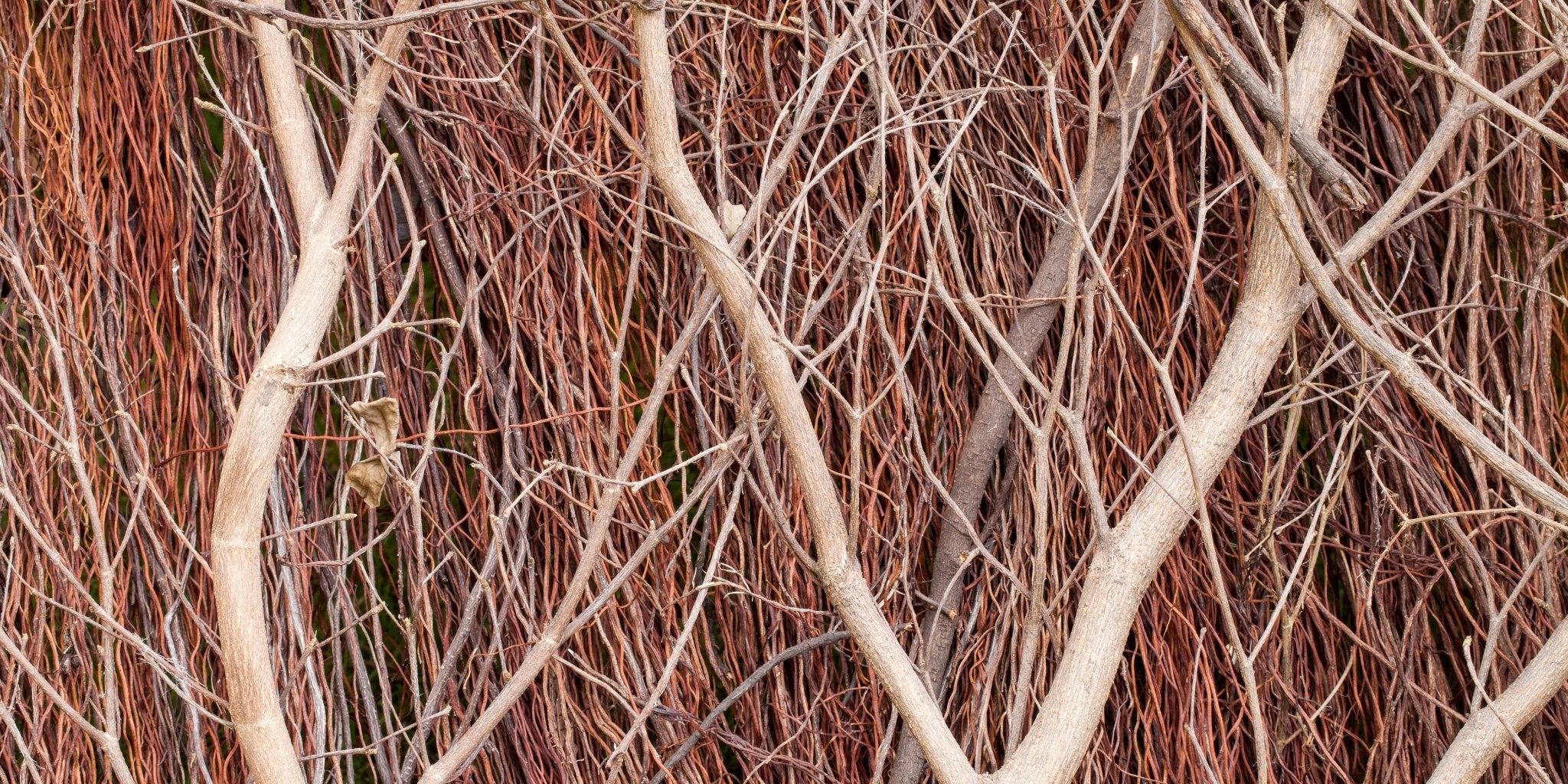 Natur - Flora, Holz & Steine - Primex