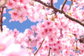 Florales 6