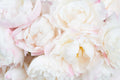Florales 1