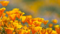 Florales 2