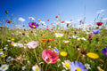 Florales 4