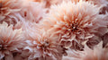 Florales 5