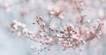 Florales 3