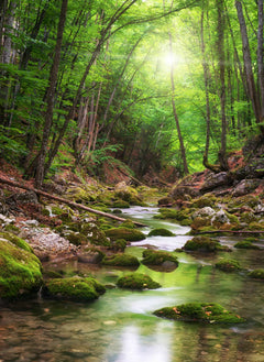 Wald 1