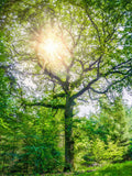 Wald 2