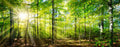 Wald 3