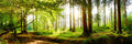 Wald 4