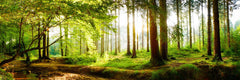 Wald 4