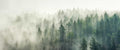 Wald 5