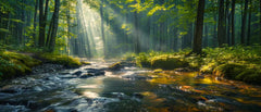 Wald 7