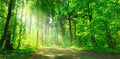 Wald 8