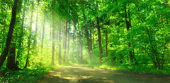 Wald 8