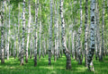 Wald 9